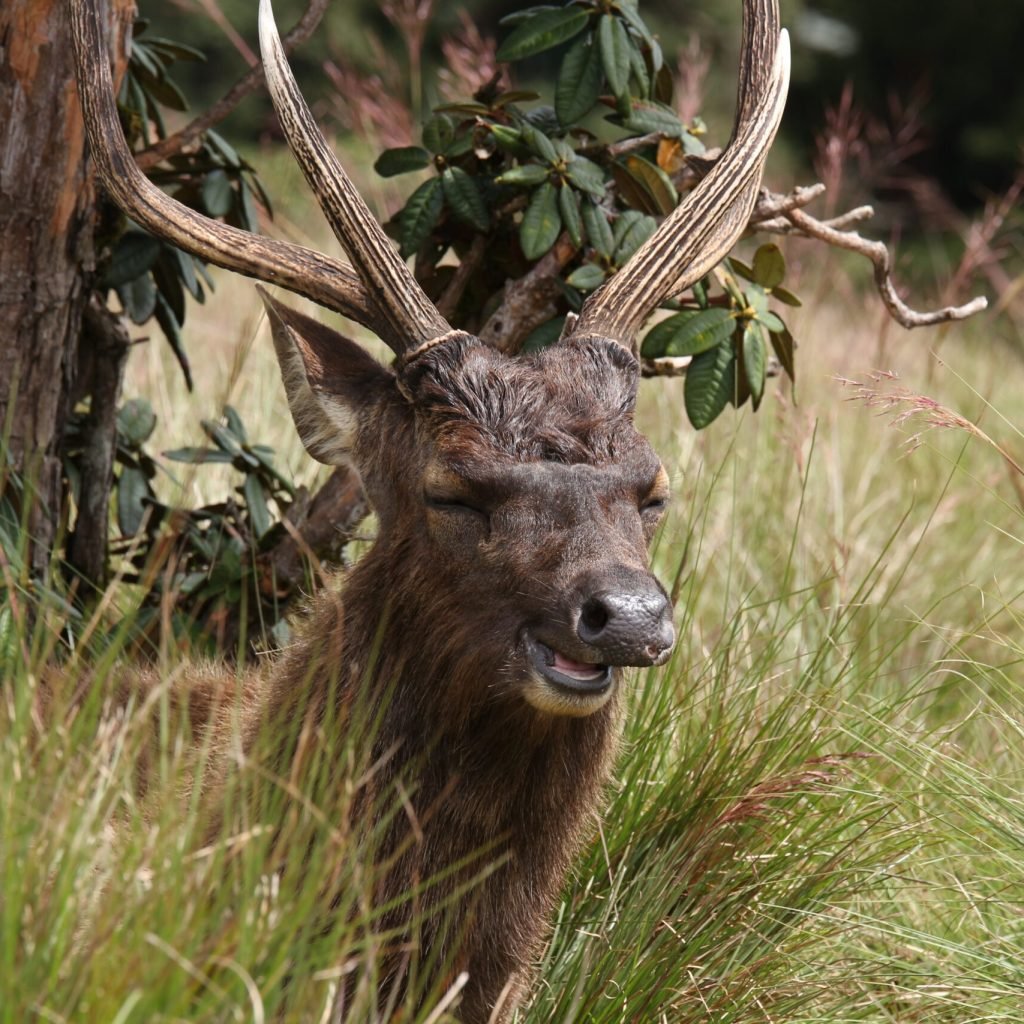 Horton Plains National Park 1