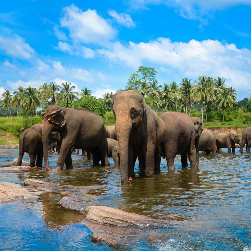 pinnawala eliphant orphanage (2)